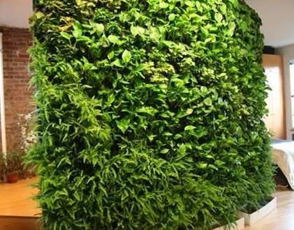 兴义立体绿化材料的植物搭配设计